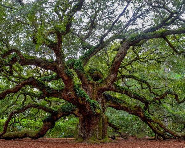 The Sacred Oak Store